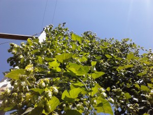 Well-established plants can produce 16-20 ounces of dried hops per plant!